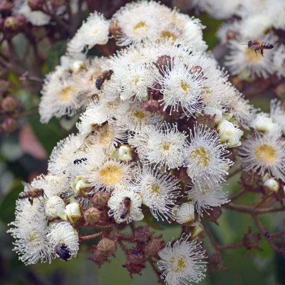 Eucalyptus Trees Melbourne Native Gum Trees For Sale